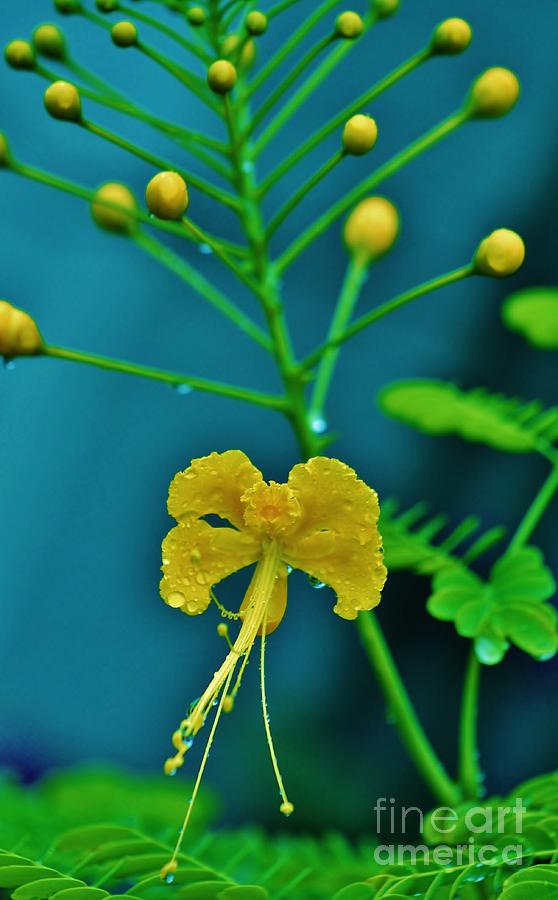 Yellow and Delicate  Photograph by Craig Wood