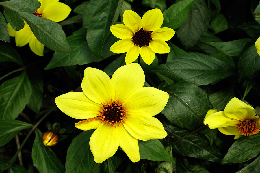 Yellow and Green Photograph by Elaine Goss