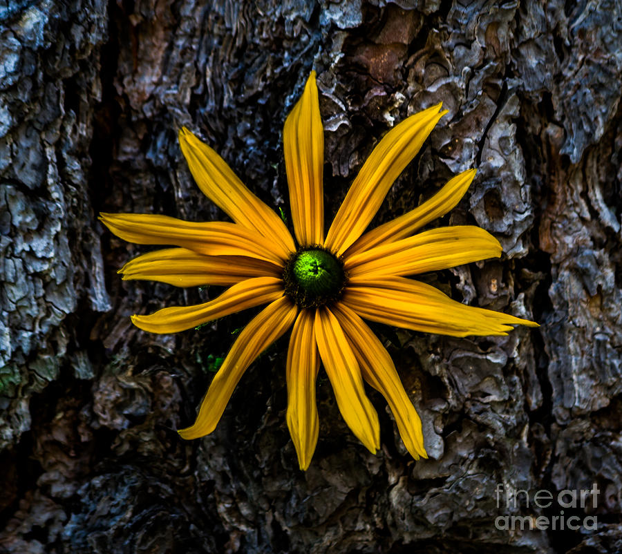 Nature Photograph - Yellow And Green by Mitch Shindelbower