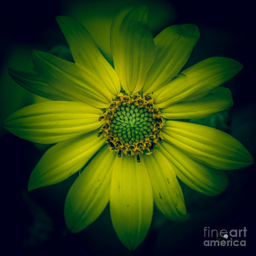 Yellow and Green Photograph by Ronald Grogan