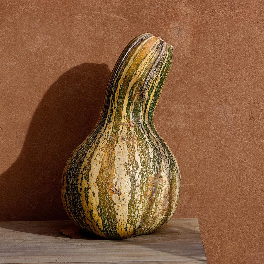 Santa Fe Photograph - Yellow and Green Squash by Art Block Collections