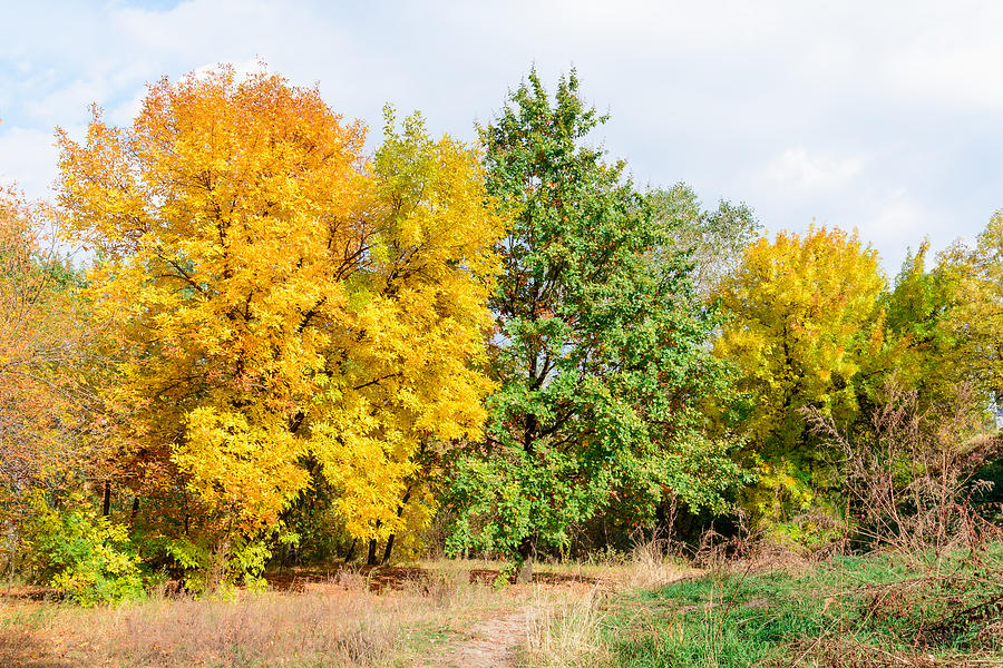 Yellow and green trees Photograph by Alain De Maximy - Fine Art America