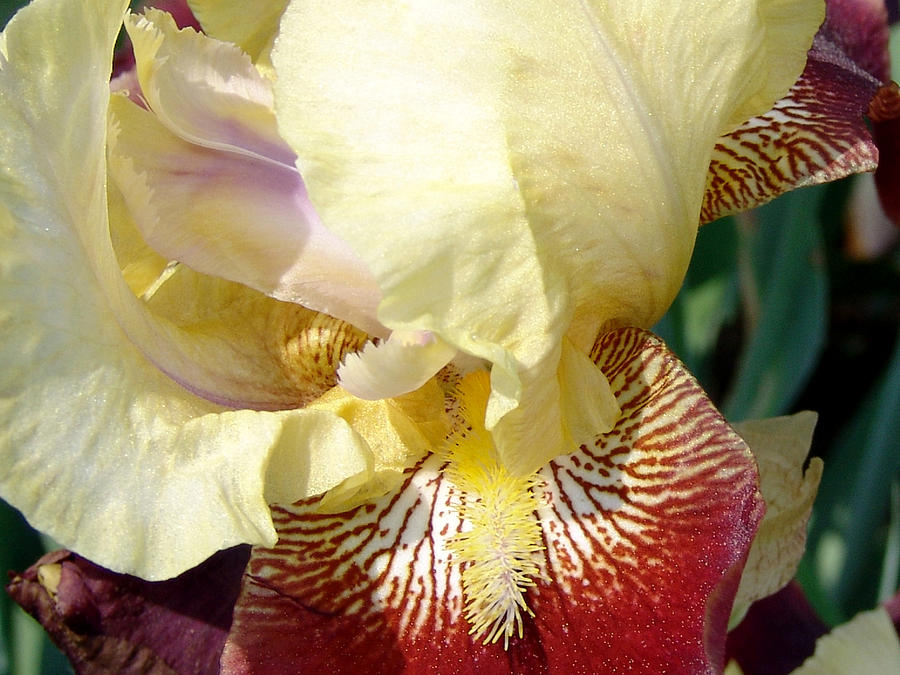 Yellow And Maroon Iris Photograph