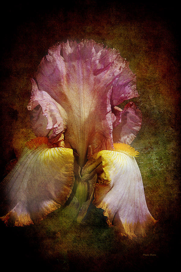 Yellow And Mauve Iris  Photograph by Phyllis Denton