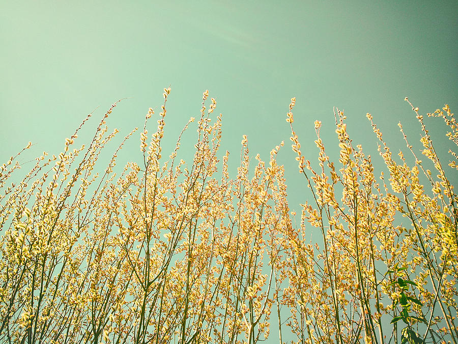 Nature Photograph - Yellow and Mint Green Tree Branches in Summer Sun -- Fingers of Light by Lynn Langmade