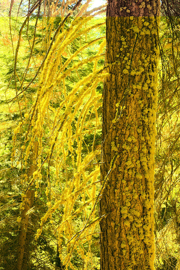 Yellow and Mossy Sequoia Photograph by Viktor Savchenko