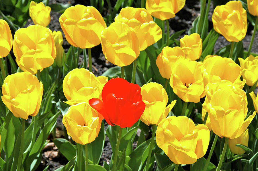 Yellow and One Red Tulip Photograph by Ed Riche