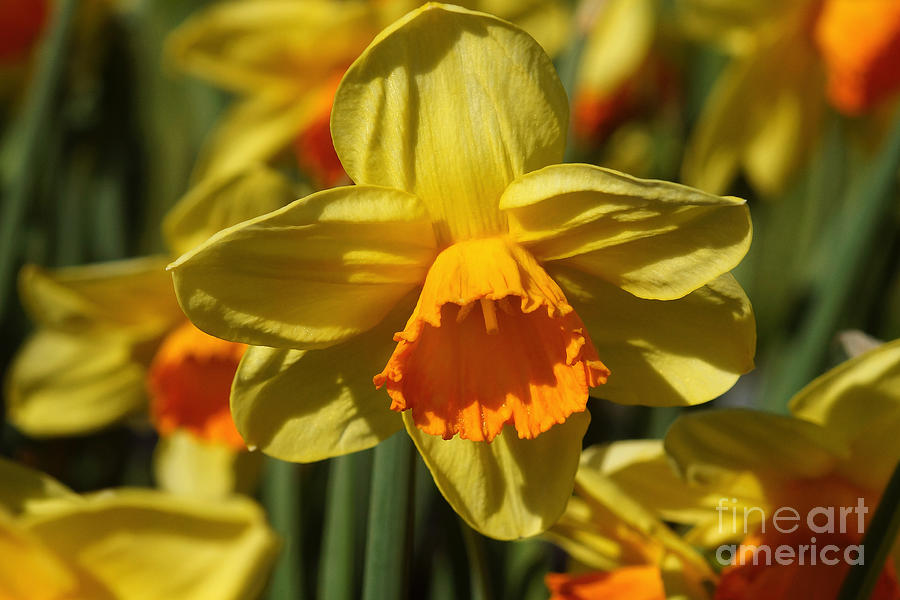 Yellow And Orange Daffodil 1 Photograph by Rudi Prott