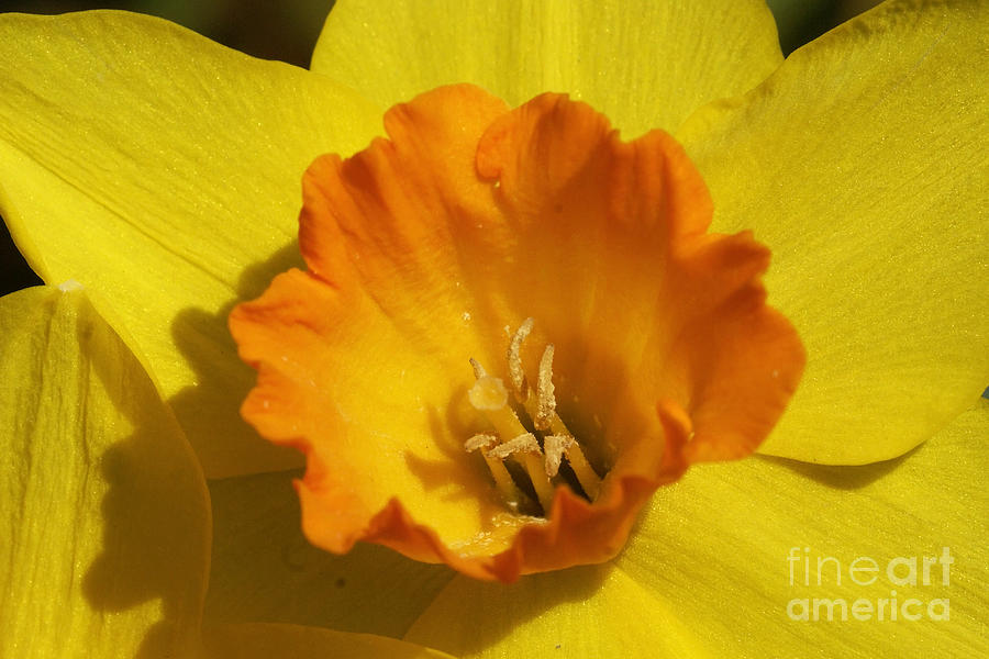 Yellow And Orange Daffodil 2 Photograph by Rudi Prott