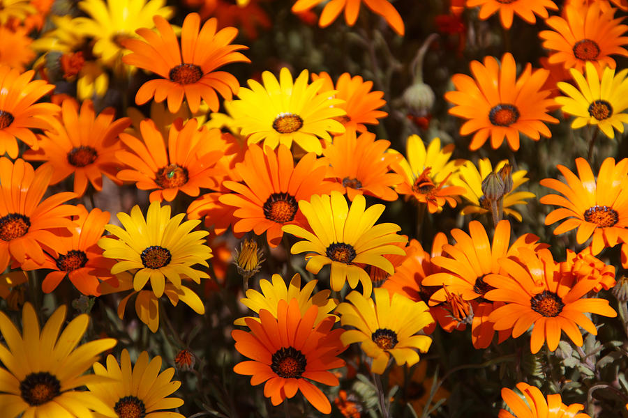Attēlu rezultāti vaicājumam “orange and yellow flowers pictures”