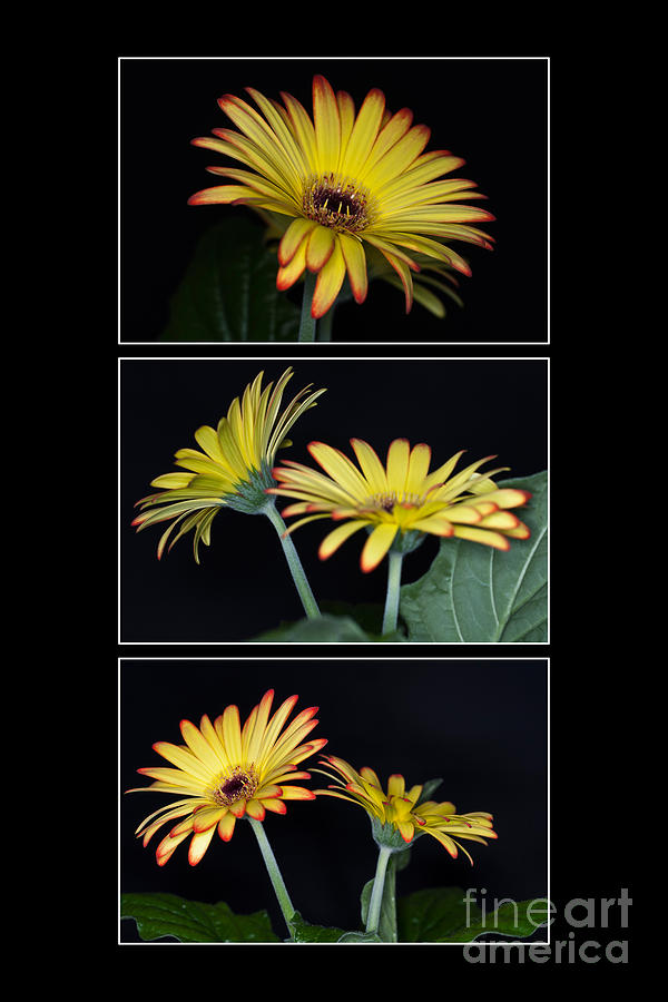 Yellow And Orange Gerbera Triptych Photograph by Steve Purnell