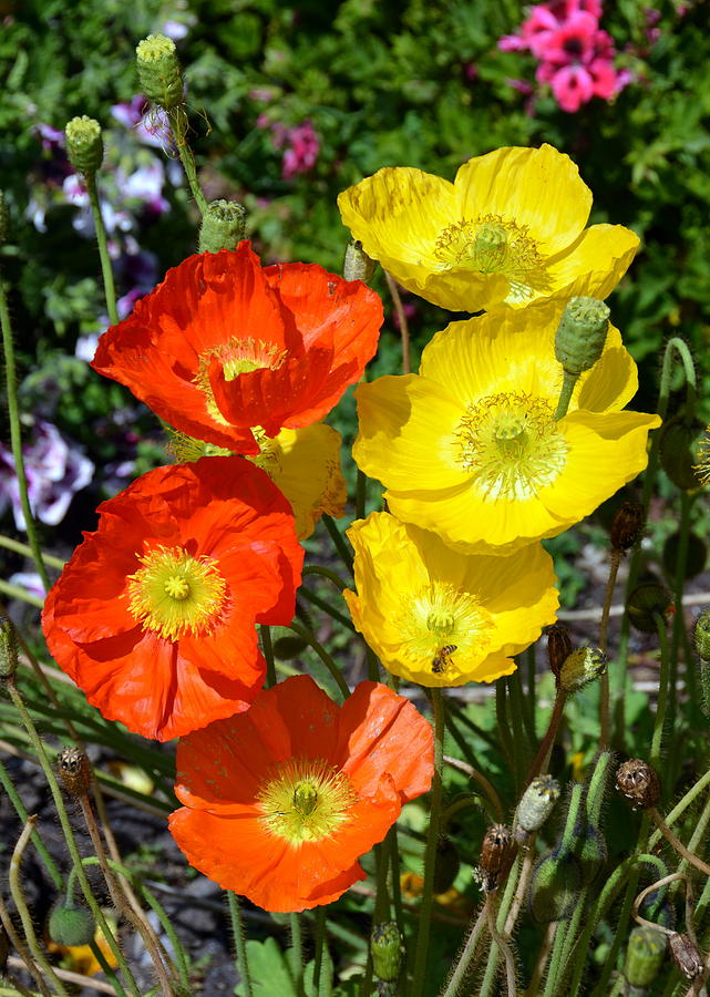 Yellow and Orange Icelandic Poppies Photograph by Carla Parris