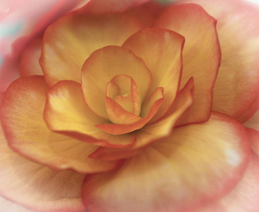 Yellow And Orange Rose Photograph