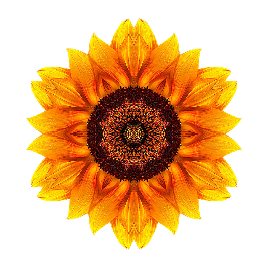 Yellow and Orange Sunflower VI Flower Mandala White Photograph by David J Bookbinder