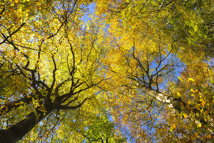 Yellow and orange trees in fall with blue sky Photograph by Matthias Hauser