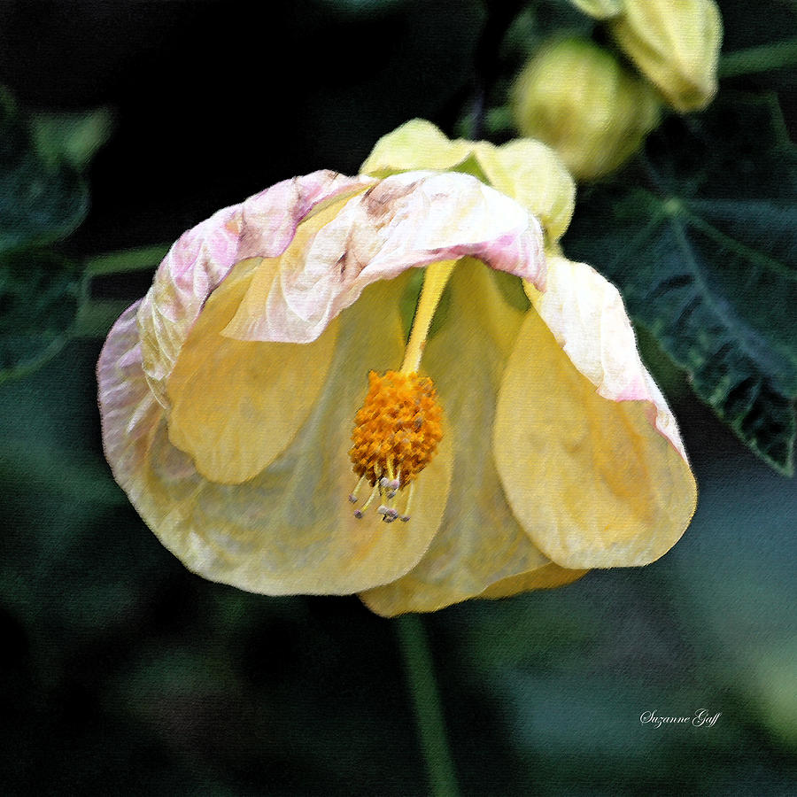Fall Photograph - Yellow and Pink and Pretty by Suzanne Gaff