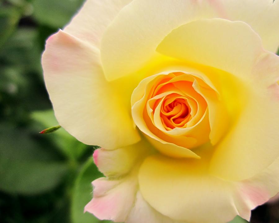 Yellow And Pink Beauty  Photograph by Cynthia  Clark
