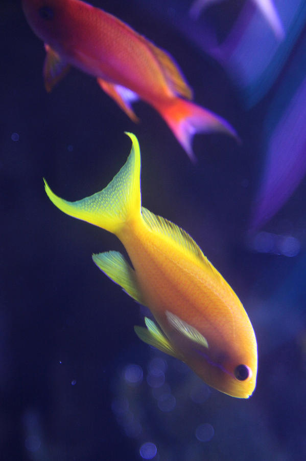 Fish Photograph - Yellow and Pink Fish by Donna Corless