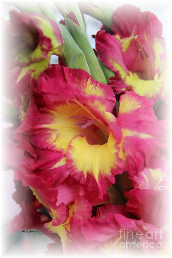 Yellow and Pink Gladiolus Photograph by Yumi Johnson