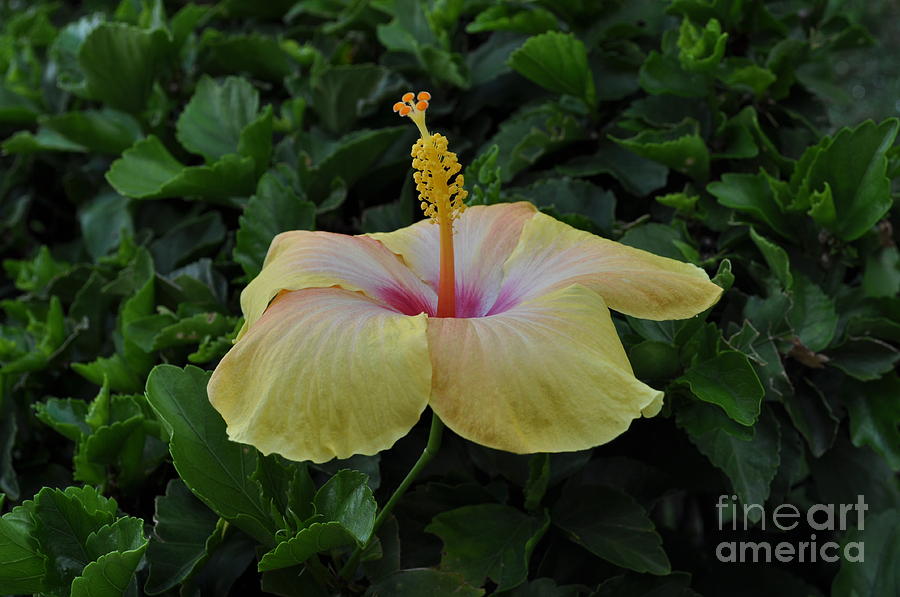 Yellow and Pink Hibiscus Photograph by Bridgette Gomes