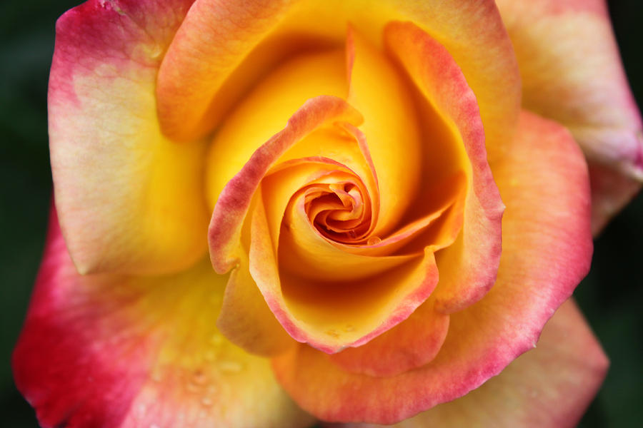 Yellow And Pink Photograph by Kami McKeon