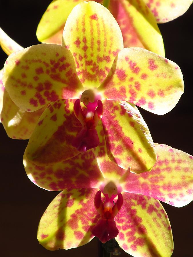 Yellow And Pink Orchid Photograph by Alfred Ng