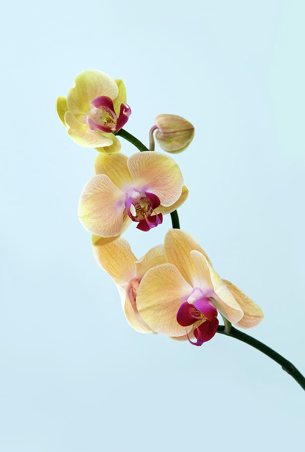 Yellow And Pink Orchid Photograph by Rachel Husband