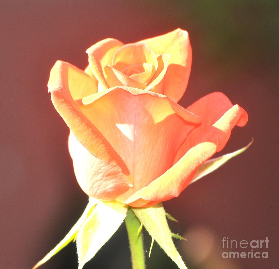 Yellow And Pink Rose Bud In The Sun Photograph by Jay Milo