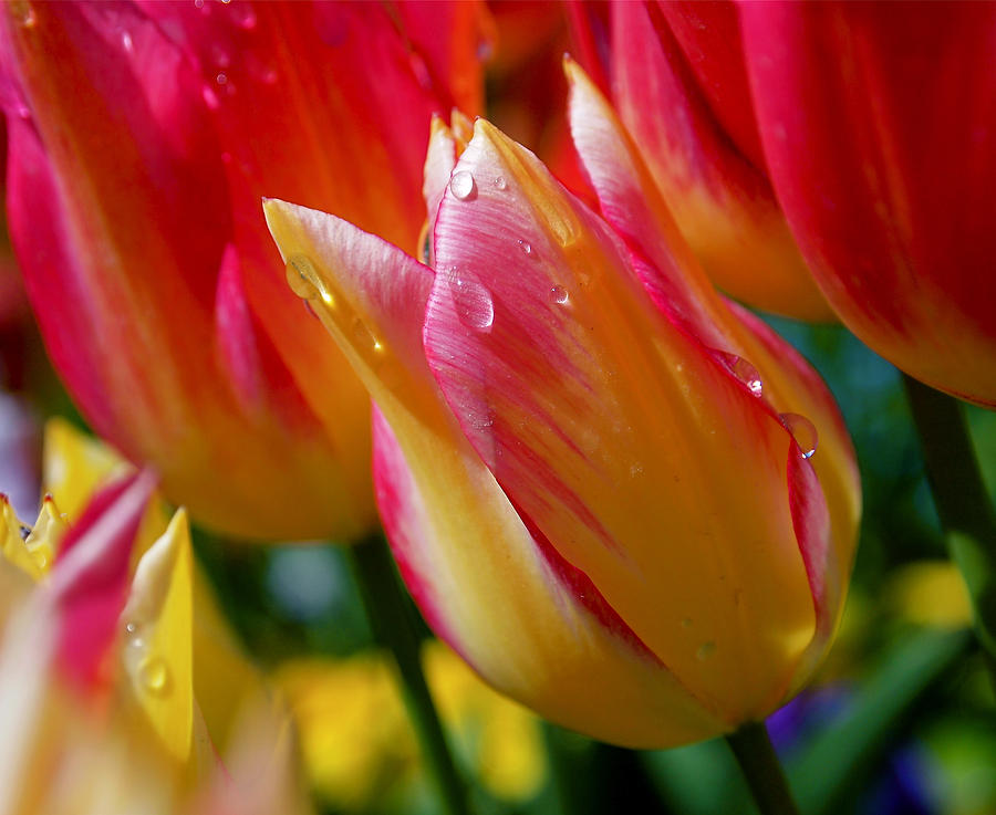 Tulip Photograph - Yellow and Pink Tulips by Rona Black