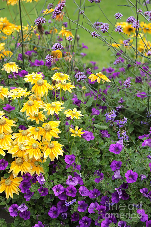 Yellow and Purple Flowers Photograph by Carol Groenen