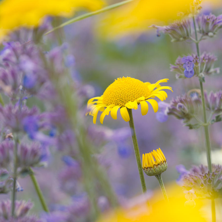 Yellow and purple flowers on a beautiful summer meadow Photograph by Matthias Hauser