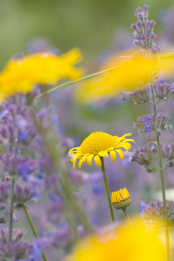 Yellow and purple flowers on a green summer meadow Photograph by Matthias Hauser