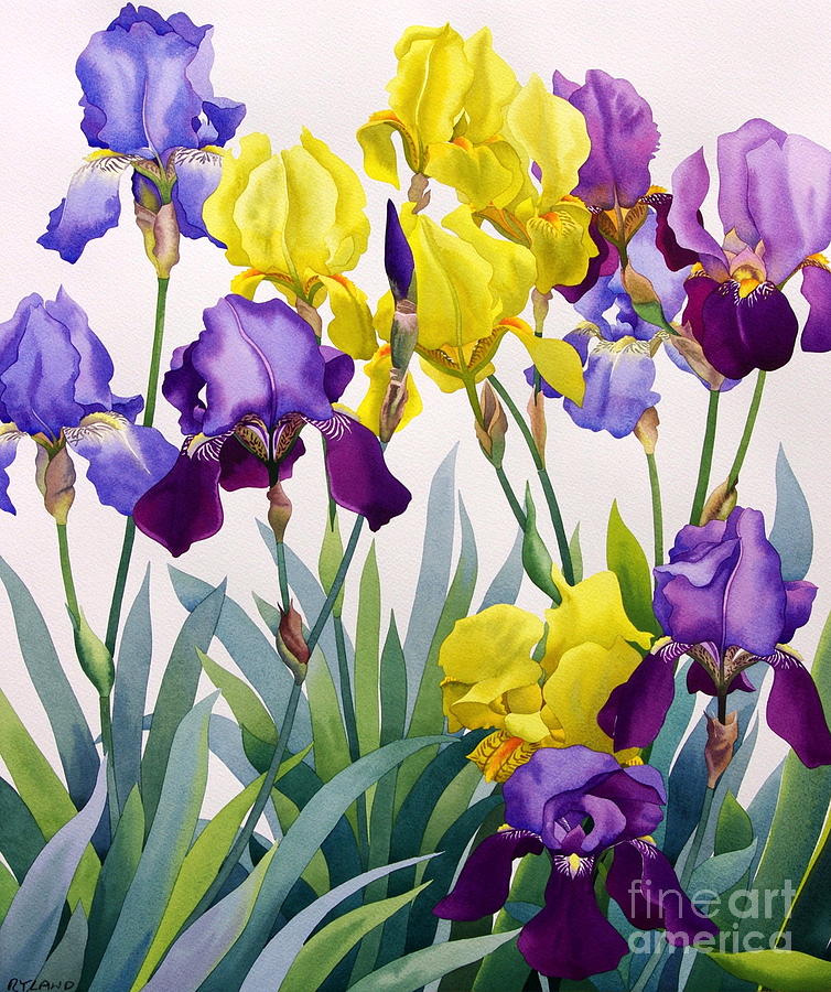 Yellow and Purple Irises Painting by Christopher Ryland