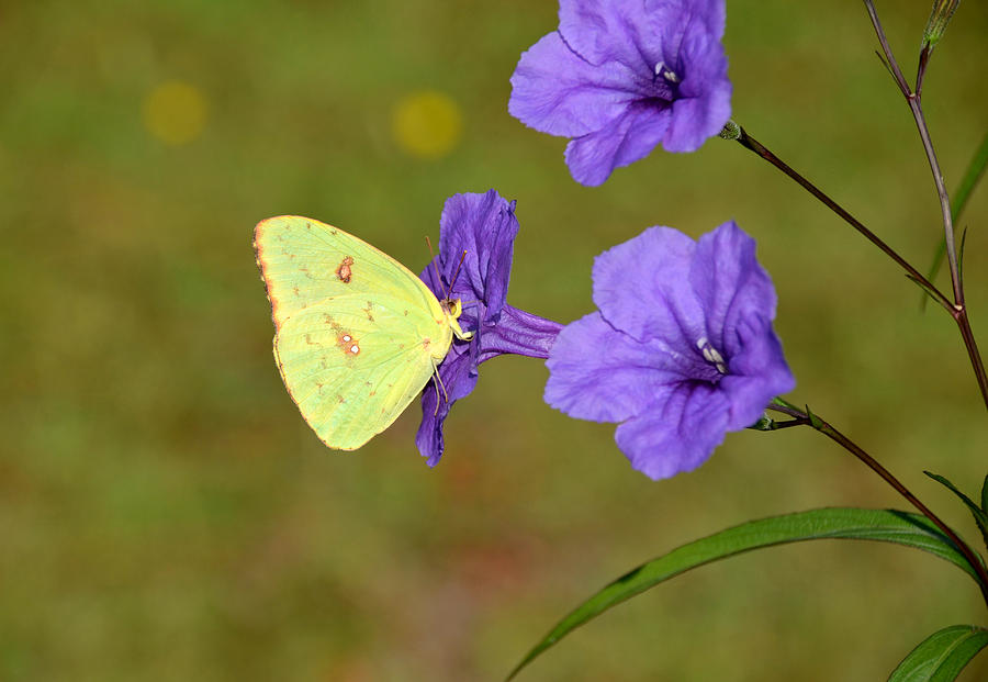 Yellow and Purple Photograph by Linda Brown