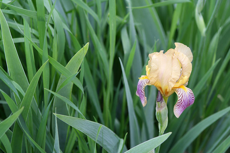 Yellow and Purple Tiger Iris Photograph by Michele Wilson
