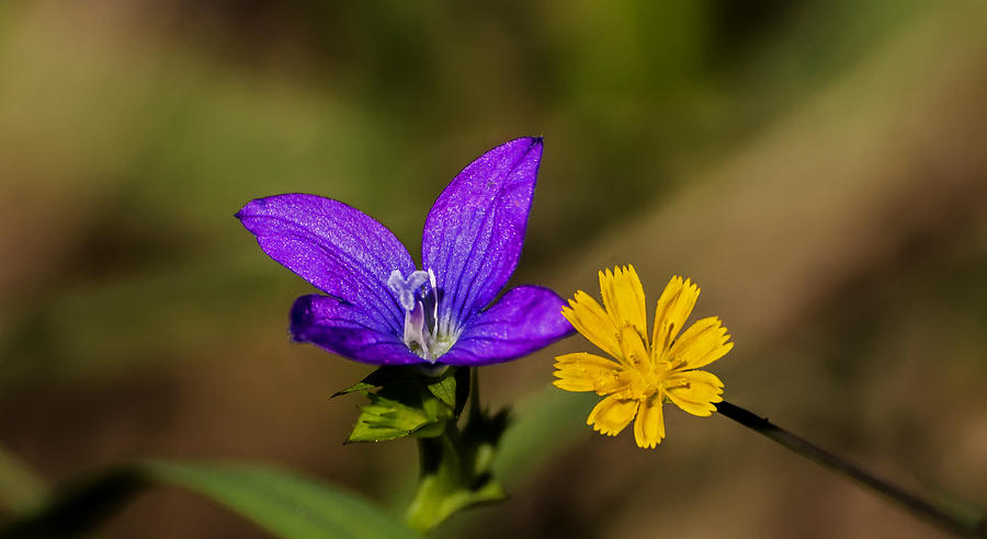 Yellow and Purple Weed Bloom Photograph by Michael Whitaker