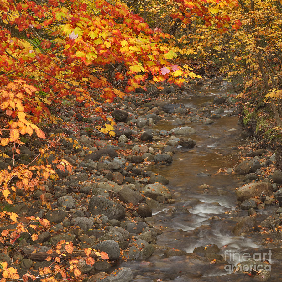 Mountain Photograph - Yellow and Red and the Stream by Charles Kozierok