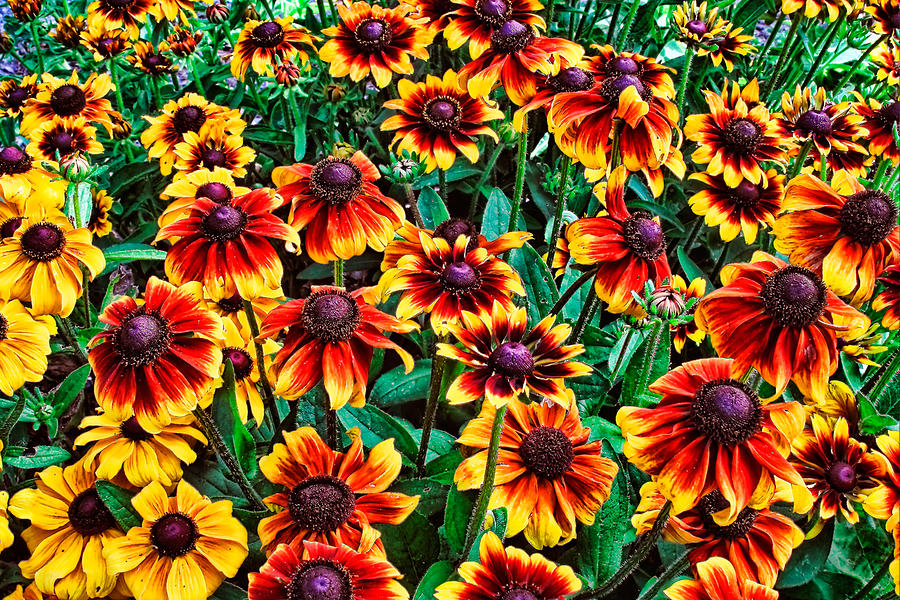 Nature Photograph - Yellow and Red Black Eyed Susan Flowers by RM Vera