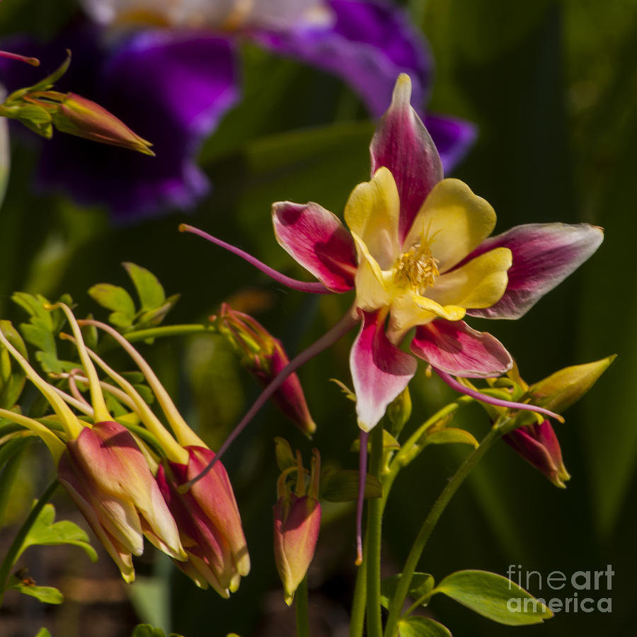 Salem Photograph - Yellow and Red Columbine by M J