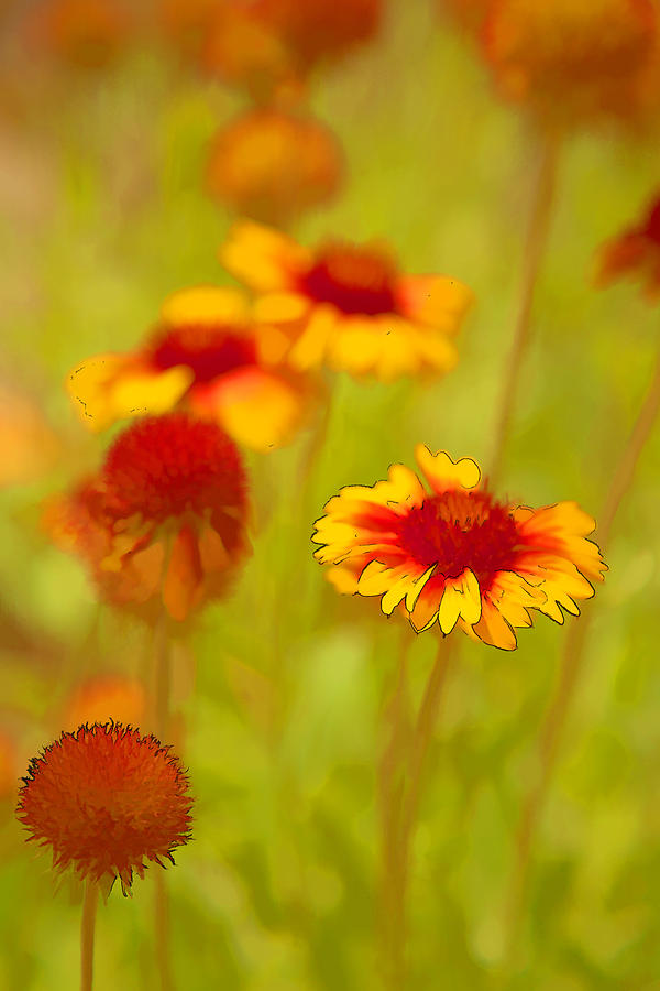 Indian Blanket Coneflower Photograph by Jerry Nettik