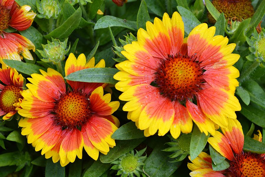 Yellow And Red Flowers Photograph by Chandana Arts - Pixels