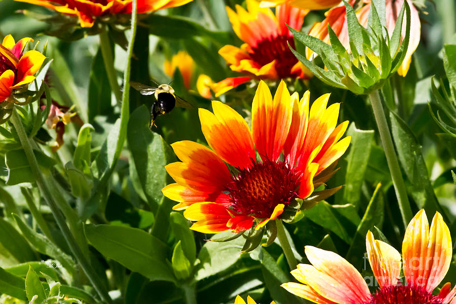 Yellow and Red Gaillardias and Bee Photograph by Ms Judi
