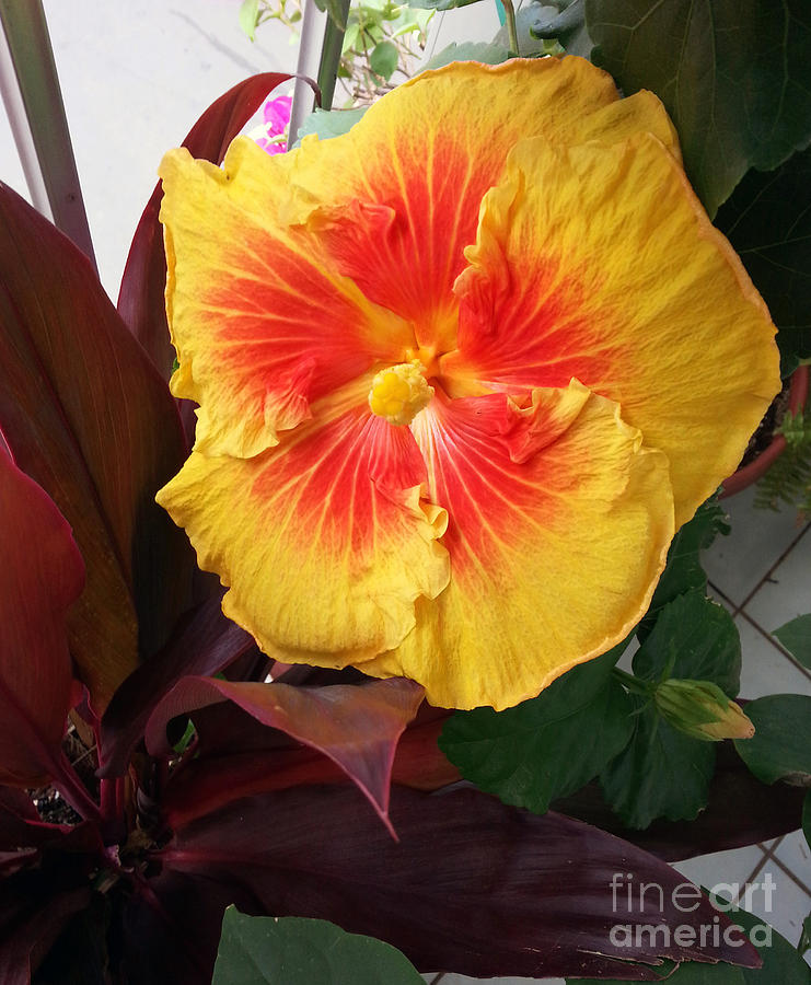 Yellow And Red Hibiscus Photograph by Jay Milo