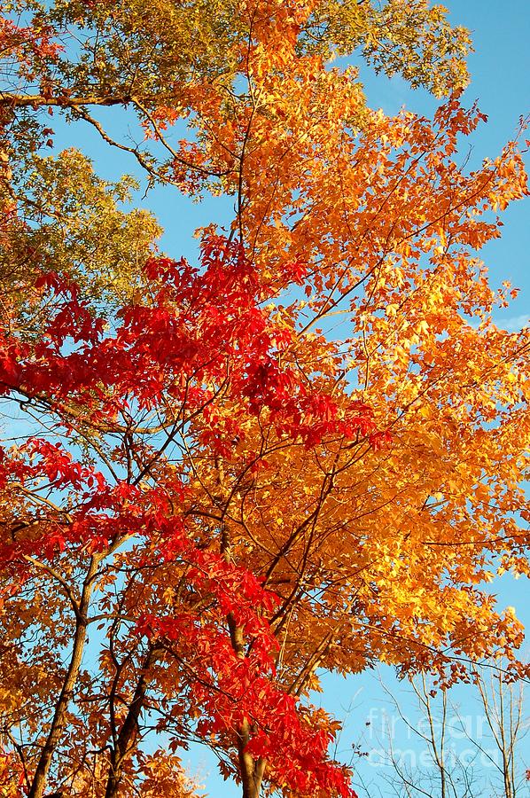 Tree Photograph - Yellow and Red by Patrick Shupert