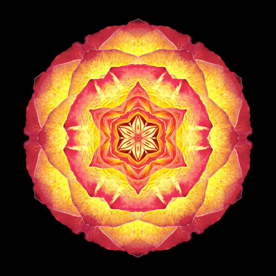 Yellow and Red Rose III Flower Mandala Photograph by David J Bookbinder