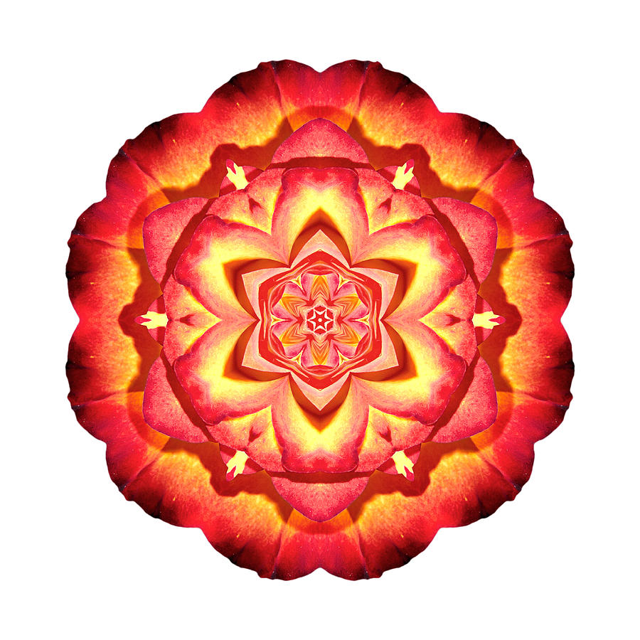 Yellow and Red Rose III Flower Mandala White Photograph by David J Bookbinder