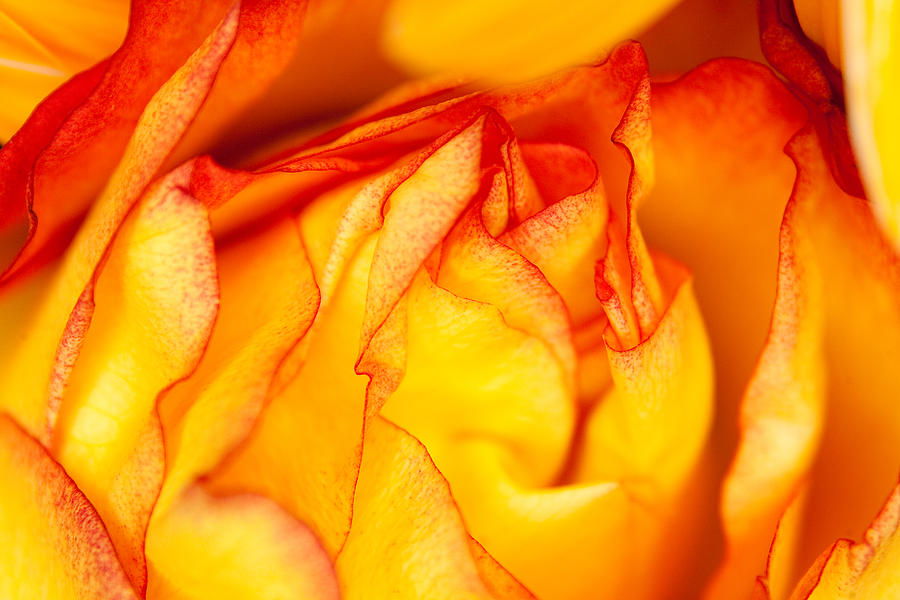 Austin Photograph - Yellow And Red Rose by Mark Weaver