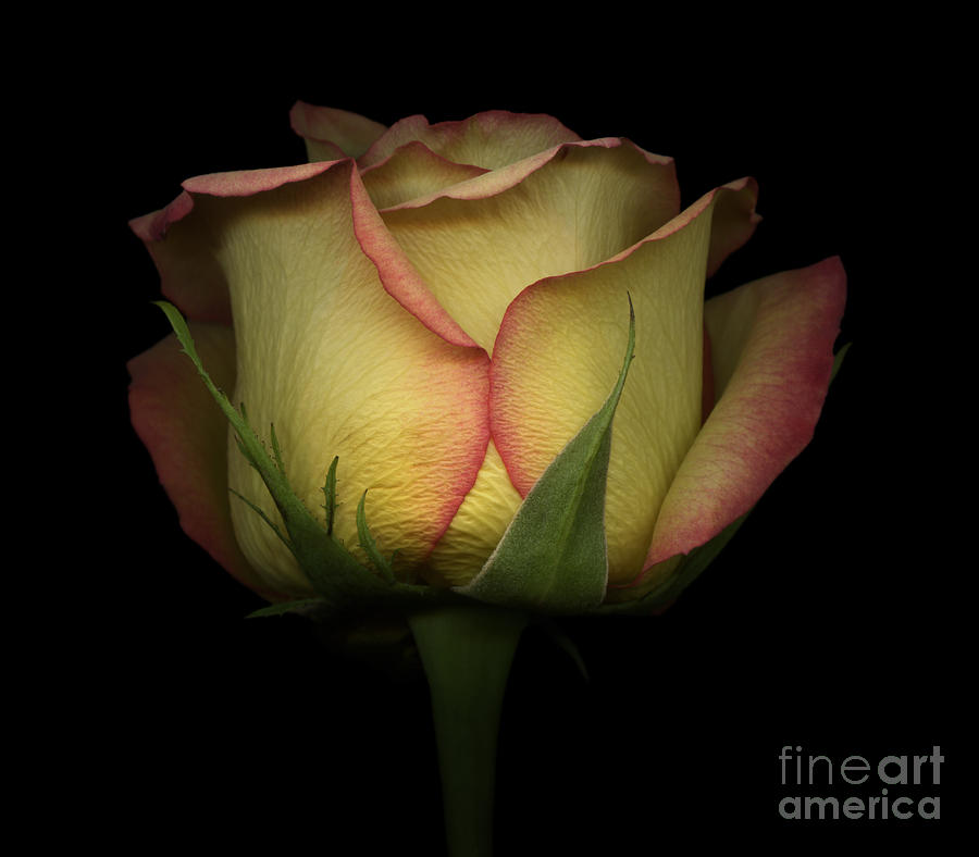 Spring Photograph - Yellow and Red Rose by Oscar Gutierrez