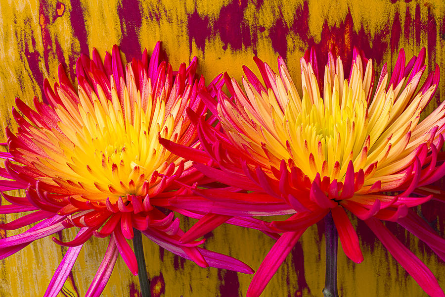 Yellow and Red Spider Mums Photograph by Garry Gay