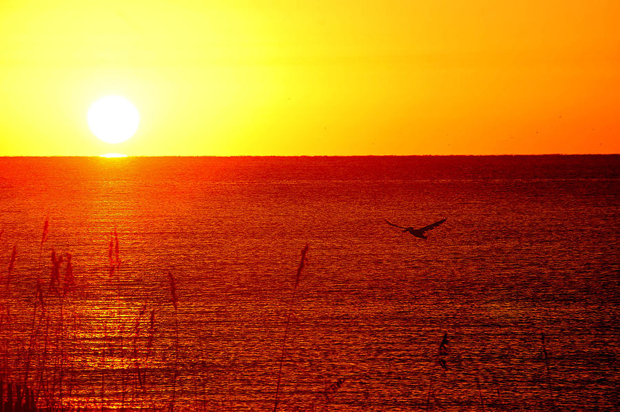 Yellow and Red Sunrise with Pelican Digital Art by Michael Thomas
